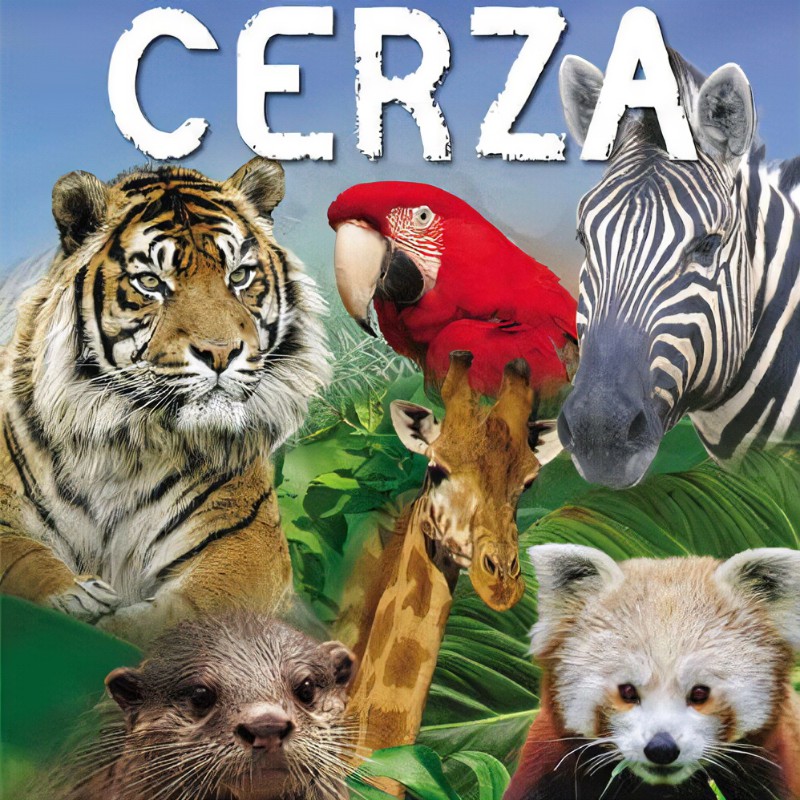 Cerza photo.jpg